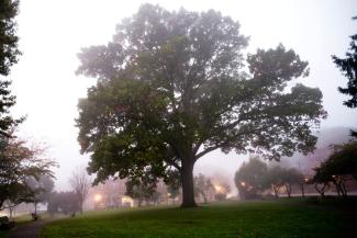 Oak tree on Winchester Common